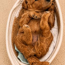 Nessa - Apricot female Poodle puppy in Tallahassee, Florida from Brivali Poodles