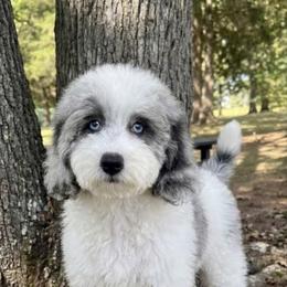 London - Bernedoodle
