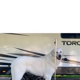 Wrangler - Kuvasz