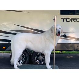 Wrangler - Kuvasz