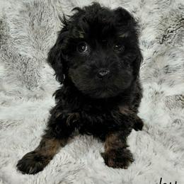 Smoky - Black and tan male Cavapoo puppy in Eau Claire, Wisconsin from Fisher River Doodle's