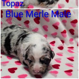 Topaz - Blue merle male Australian Shepherd puppy in Squaw Valley, California from A&M Australian Shepherds