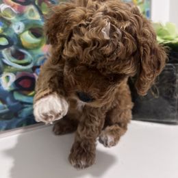 Poodle Puppies from Foxtrot Farm Poodles