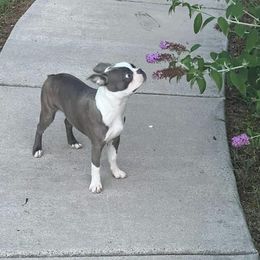 Boston Terrier Puppies from Christy's Boston Butts