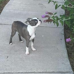 Boston Terrier Puppies from Christy's Boston Butts