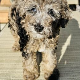 Cabo - Brindle female Poodle puppy in Ohio from Moore Doodles