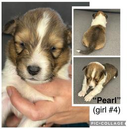 Pearl - Sable and white female Shetland Sheepdog puppy in Aumsville, Oregon from Porter Creek Kennels