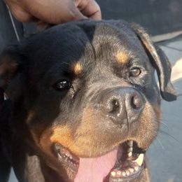 Rottweiler Puppies from Motor City Rottweiler