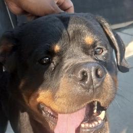 Rottweiler Puppies from Motor City Rottweiler