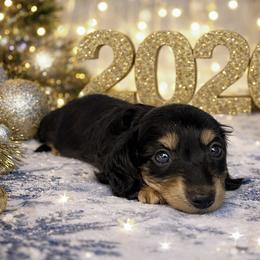 Jingle - Black and cream male Dachshund puppy in Poteau, Oklahoma from Sisters Dazzling Dachshunds
