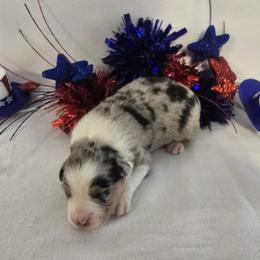 Girl 1 - Blue merle female Australian Shepherd puppy in Lakeland, Florida from Diamond P Australian Shepherds