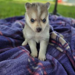 Jenne - Merle female Pomsky puppy in Mc Callsburg, Iowa from SZ Rolling Acres LLC