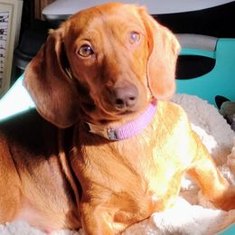 Sissie - Dachshund