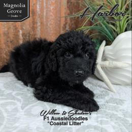 Harbor - Pink Collar - Black and white female Aussiedoodle puppy in Oxford, Alabama from Magnolia Grove Doodles