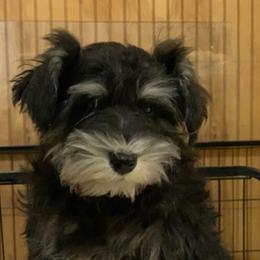 Girl 2 - Salt and pepper female Miniature Schnauzer puppy in Pottstown, Pennsylvania from Bandwagon Miniature Schnauzers