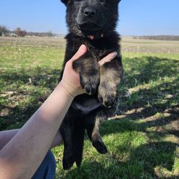 Pink - Bi-color German Shepherd puppy in Linton, Indiana from Aydt's Shepherds and Training LLC