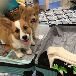 Pembroke Welsh Corgi Puppies from Redwood Corgis