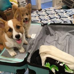 Pembroke Welsh Corgi Puppies from Redwood Corgis