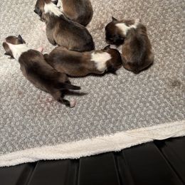 Shetland Sheepdog puppies from Mejimo