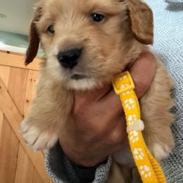 AKC Yellow collar - Cream male Dachshund puppy in Grand Valley, Pennsylvania from Dachshunds on the Hill