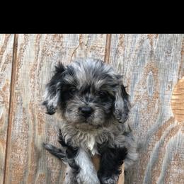 Cavalier King Charles Spaniel and Cavapoo Puppies from VITPOM PUPPIES