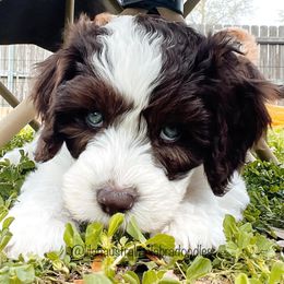 Australian Labradoodles from Lilah Australian Labradoodles