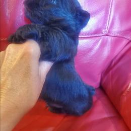 Austin - Black male Scottish Terrier puppy in Crossville, Tennessee from Cavern Kennels