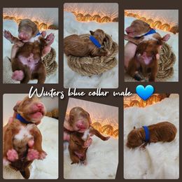 Blue boy - Red  Goldendoodle puppy in Wellford, South Carolina from 4goldendoodles