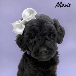 Mavis - Phantom female Goldendoodle puppy in Hughesville, Maryland from Fox Run Farm