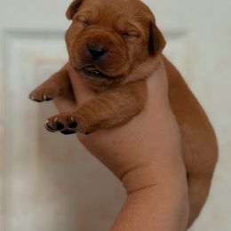 Girl 7 - Yellow female Labrador Retriever puppy in Okmulgee, Oklahoma from Rustic Creek Labradors