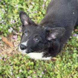 Jenny - Brindle and white female Cardigan Welsh Corgi puppy in Washington, Arkansas from Foxy Knoll Farm