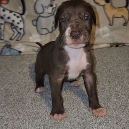 Calvin - Chocolate male Great Dane puppy in Walker, Louisiana from La Rebel Danes