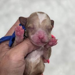 Emmit - Red  male Goldendoodle puppy in Vernon, Texas from Sugarland's Texas Goldendoodles