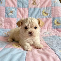 Rocky - Gold male Morkie puppy in Fall River, Massachusetts from Exquisite Babydoll Morkies and Yorkies