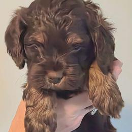 Reese - Brown and tan female Cockapoo puppy in Flippin, Arkansas from Dare to Doodle
