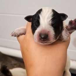 Nico (ASDR) - Blue speckled male Australian Cattle Dog puppy in Marana, Arizona from Impact 3rd Australian Cattle Dogs