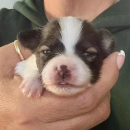 Devine Order - Selah - Sable female Papillon puppy in Surprise, Arizona from Papillons in Arizona