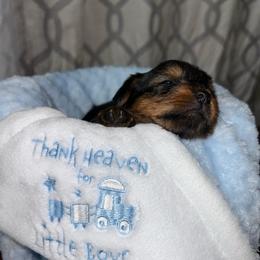 Kiwi - Black and gold male Yorkshire Terrier puppy in Tamarac, Florida from Yorkiefamily7