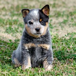 Okeene - Blue male Australian Cattle Dog puppy in Fairview, Oklahoma from Flying D Kennels