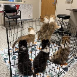 Collie Puppies from Covenant Collies