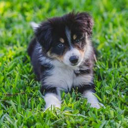 Yellow - Tri-color female Border Collie puppy in Blue Ridge, Georgia from Hill Valley Border Collies
