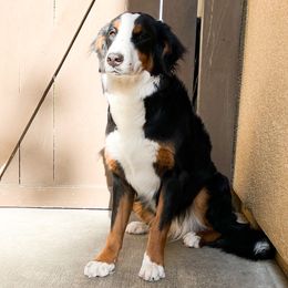 Daisy - Bernese Mountain Dog