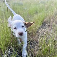 English Setter Puppies from Steens Mountain Setters