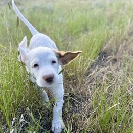 English Setter Puppies from Steens Mountain Setters
