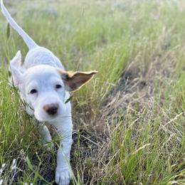 English Setter Puppies from Steens Mountain Setters