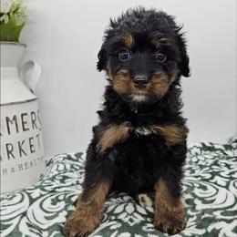 Azalea - Phantom female Bernedoodle puppy in Granton, Wisconsin from Rose River Farms