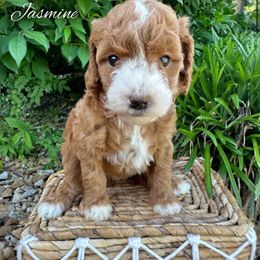 Tiny girl- Jasmine - Red  female Goldendoodle puppy in Ozark, Missouri from Halo Doodles