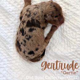 Gertrude (Gertie) - Merle female Goldendoodle puppy in Livermore, Colorado from Heritage Hills Family Doodles