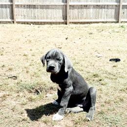 Boy 4 - Gray male Cane Corso puppy in Byron, Georgia from Kero Corsos