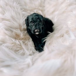 Boy 1 - Black Bernedoodle puppy in Yatesville, Georgia from High Hopes Doodles